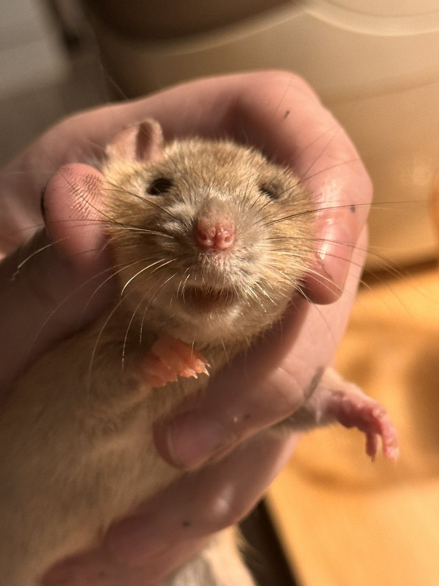 a bunch of rats✨ tweet media