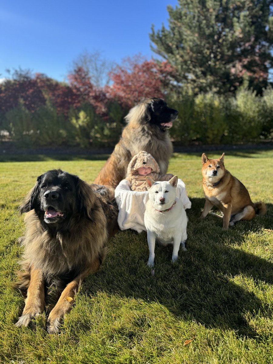 MarkRobert_'s tweet image. We went from 4 dogs to 5 dogs at our house today. #halloween