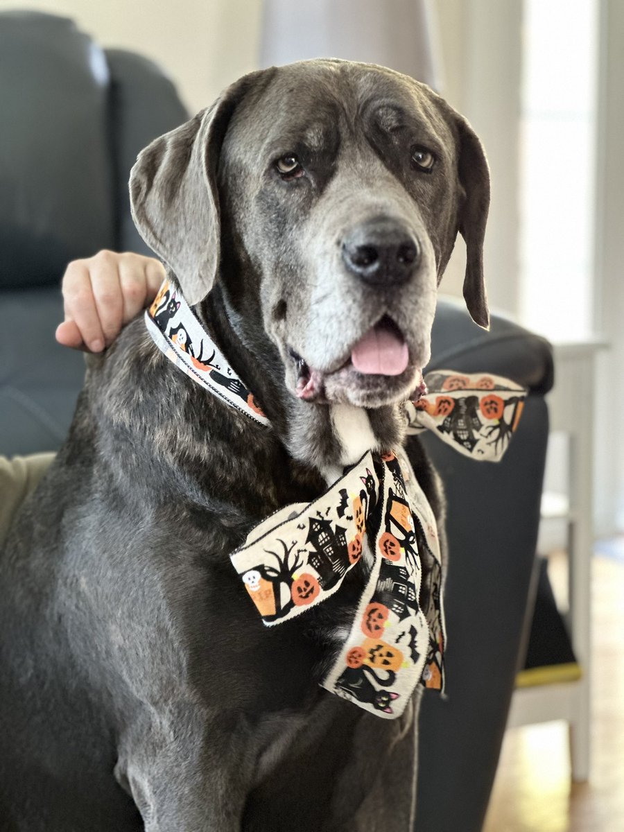 #HappyHalloween  🐾👻🦇