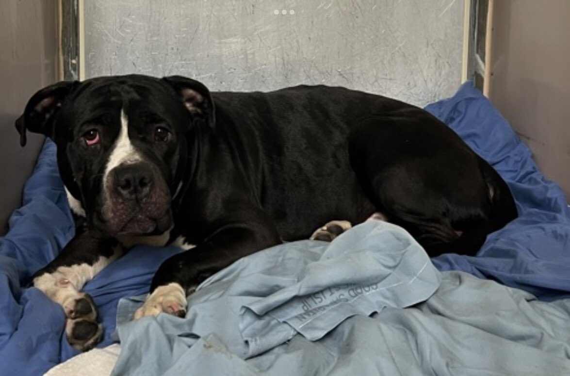 @PawsnTails4TX 🇺🇸🇺🇸🐾🐾 tweet media