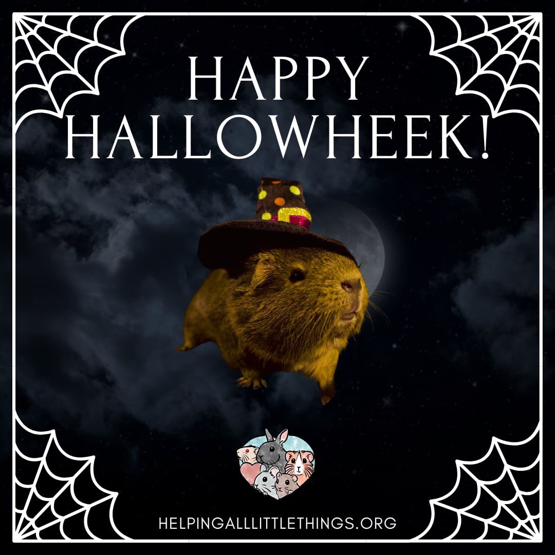 Happy Hallowheek! Did your pets dress up for Halloween?
