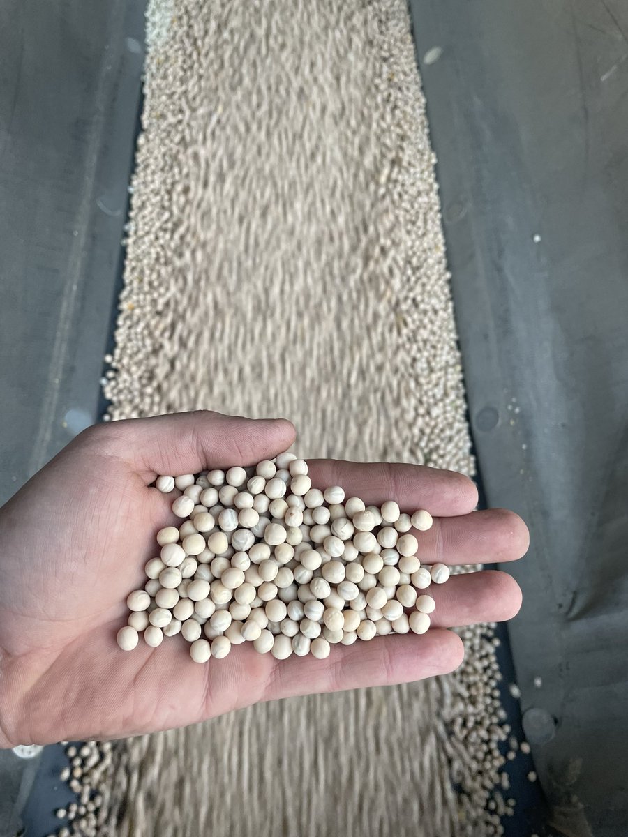 Cleaning AAC Julius Peas

High Yielding
Improved Seedcoat Breakage
Small Seed Size, Improved Protein

Call John or Anthony to book your seed for 2025
Crooymans Family Seed Farms
<a href="/FPGenetics/">FP Genetics</a>