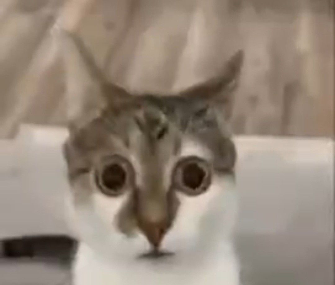 🌺Salt 🔊 tweet media