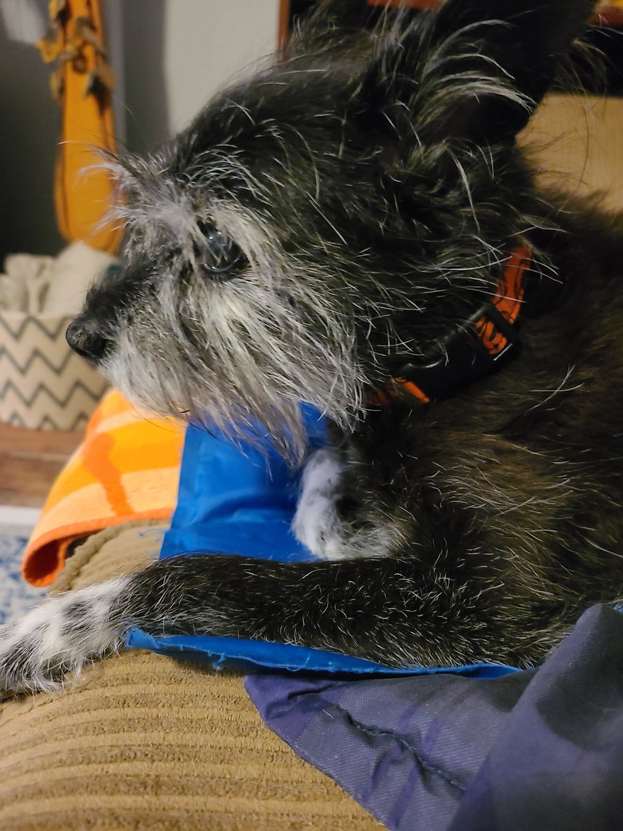 Agatha Christie is 15. Her birthday was last week.  She was with my mom.  She is grayer and has some health issues, but she is the BEST part of my day.  Every day. #dogs #AdoptDontShop