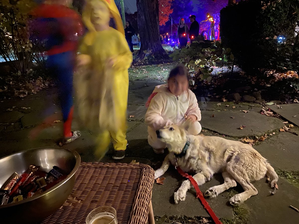 jjopperman's tweet image. Birch loves Halloween. So much attention and love from all the trick—or-treaters.