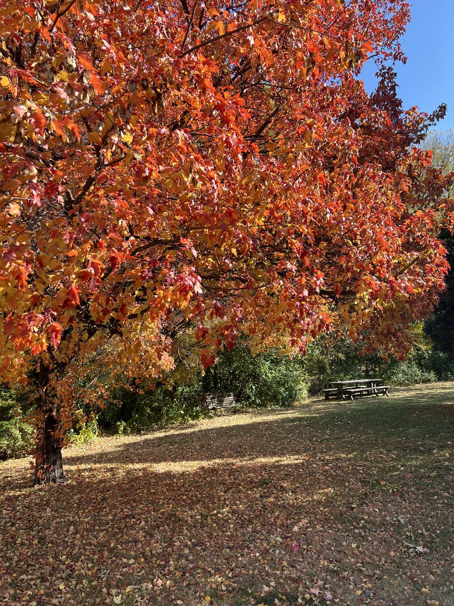 chill winds yet
leaves color and cling 
beyond time

#senryu #haiku #poetry #writing