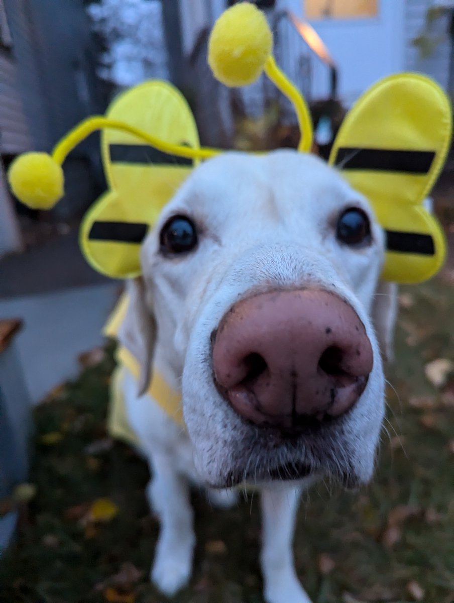 Hankster The Houndster tweet media