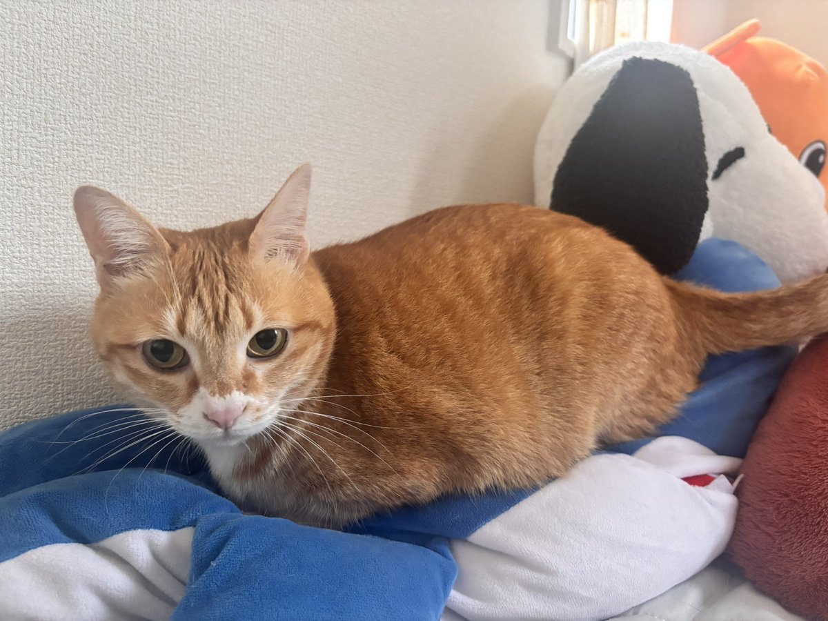 Syu_S_37's tweet photo. 最近の猫様サメを踏んずけるからぺったんこなりつつある https://t.co/q7CMbv7Fnx