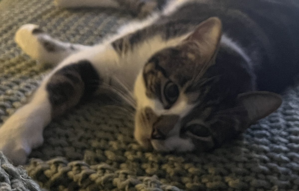 kelseyshea11's tweet photo. Caught my cat looking like he’s about to frame me for his murder and run away https://t.co/TFumTxAN6S