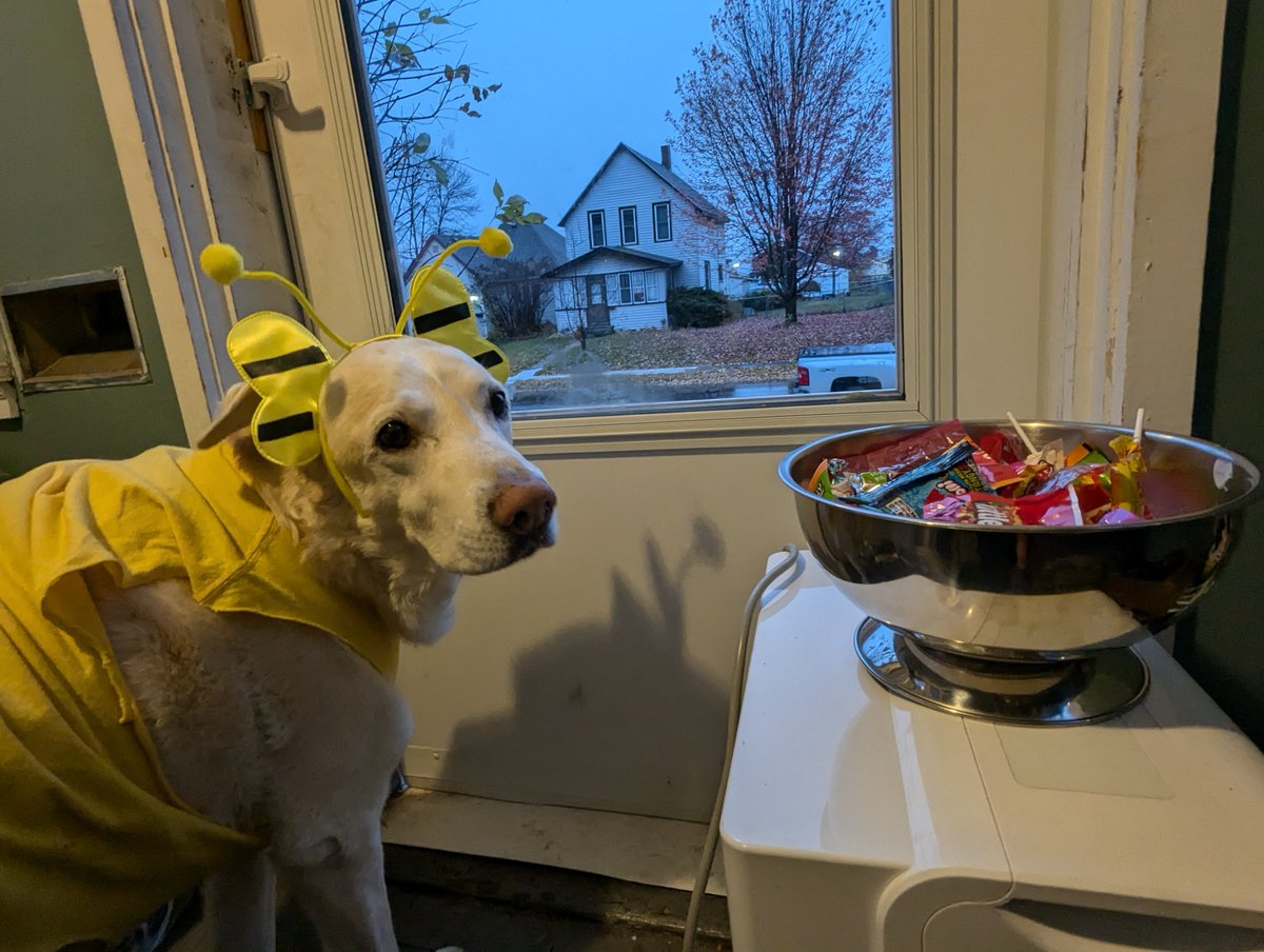 Hankster The Houndster tweet media