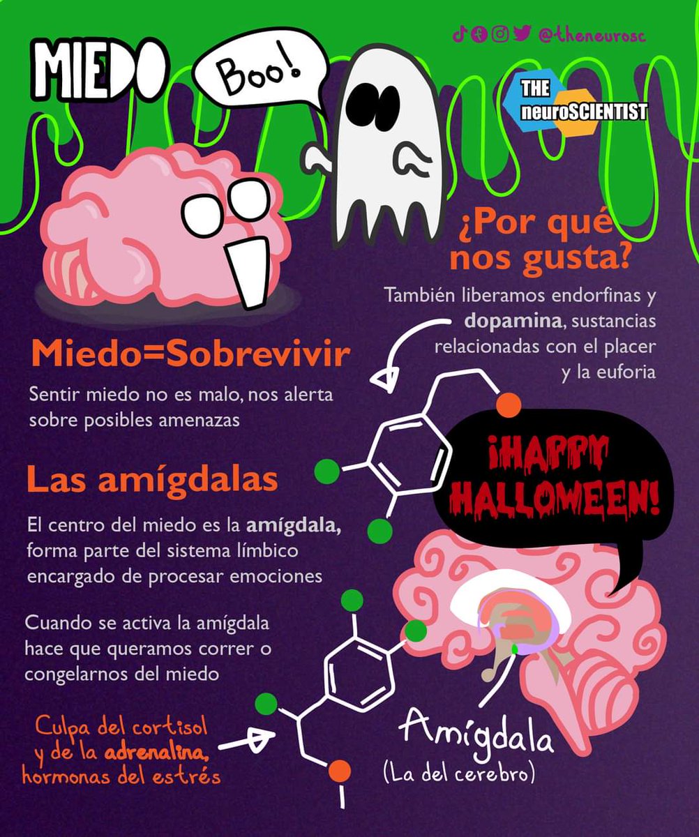 Me asusta pero me gusta

El miedo se codifica en el cerebro, entre otras estructuras, por la amígdala (una amígdala muy diferente a las de la garganta), se llama así por pequeña y con forma de almendra (almendras se habrán fumado)

Como sea, Happy Halloween 🎃

THE neuroSCIENTIST