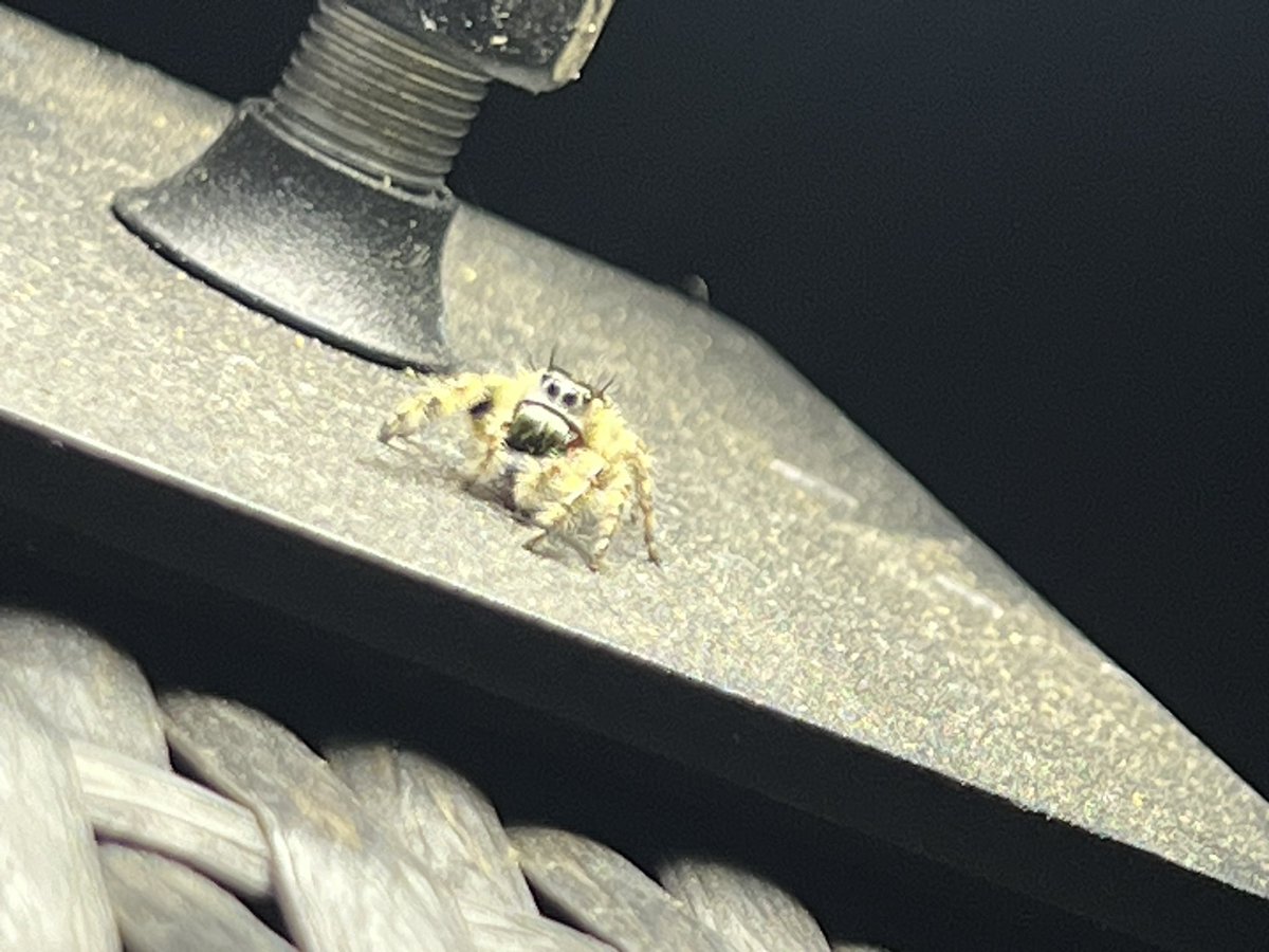 infinity_erin's tweet photo. look at this cute spider https://t.co/MBUzmQ2SjQ