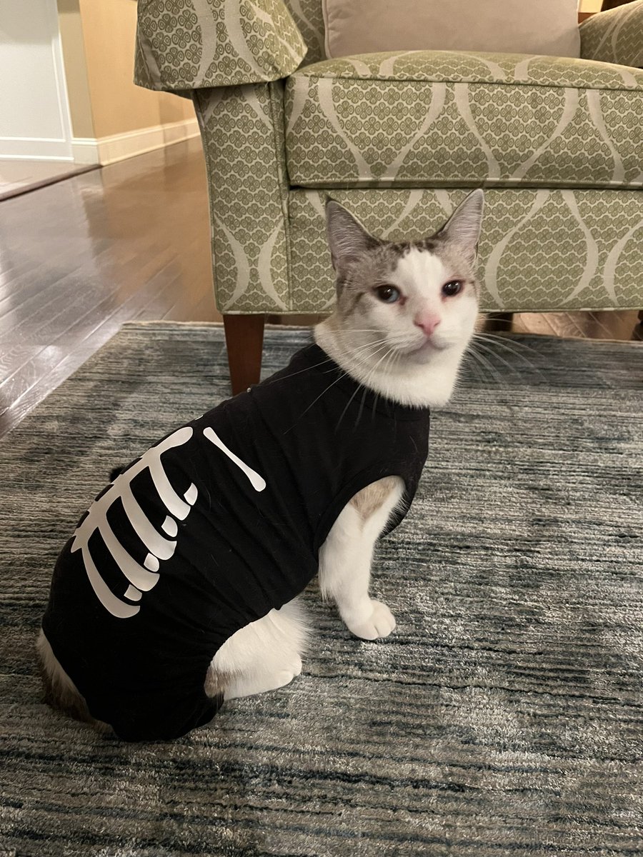 Tara Norris (@tnorrismd) on Twitter photo Happy Halloween from Alex the Cat! 
He’s super into this Happy Halloween from Alex the Cat! 
He’s super into this