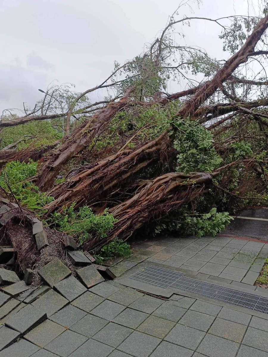 NguyenC99180975's tweet photo. Trees fell down, leaves on the street and people rush to work in the morning after typhoon Kong Rey has left. #TyphoonKongRey #taipei #Taiwan https://t.co/ZI9WnWyiOV