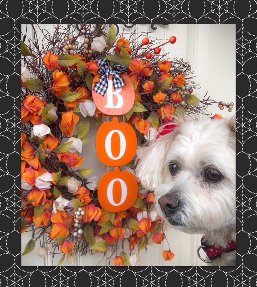 🌼Daisy the Malti-pom 🌼 tweet media