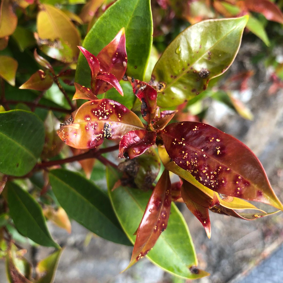 Beyond Myrtle Rust (@byondmyrtlerust) on Twitter photo 🌿🔎🟡 October <a href="/inaturalistnz/">iNaturalist NZ — Mātaki Taiao</a> report: Kicking off the season with 12 observations of myrtle rust during the month of October. As the weather warms, we expect to see more myrtle rust outbreaks on our native and garden myrtles, like this lillypilly hedge here. 🌿🔎🟡 October <a href="/inaturalistnz/">iNaturalist NZ — Mātaki Taiao</a> report: Kicking off the season with 12 observations of myrtle rust during the month of October. As the weather warms, we expect to see more myrtle rust outbreaks on our native and garden myrtles, like this lillypilly hedge here.