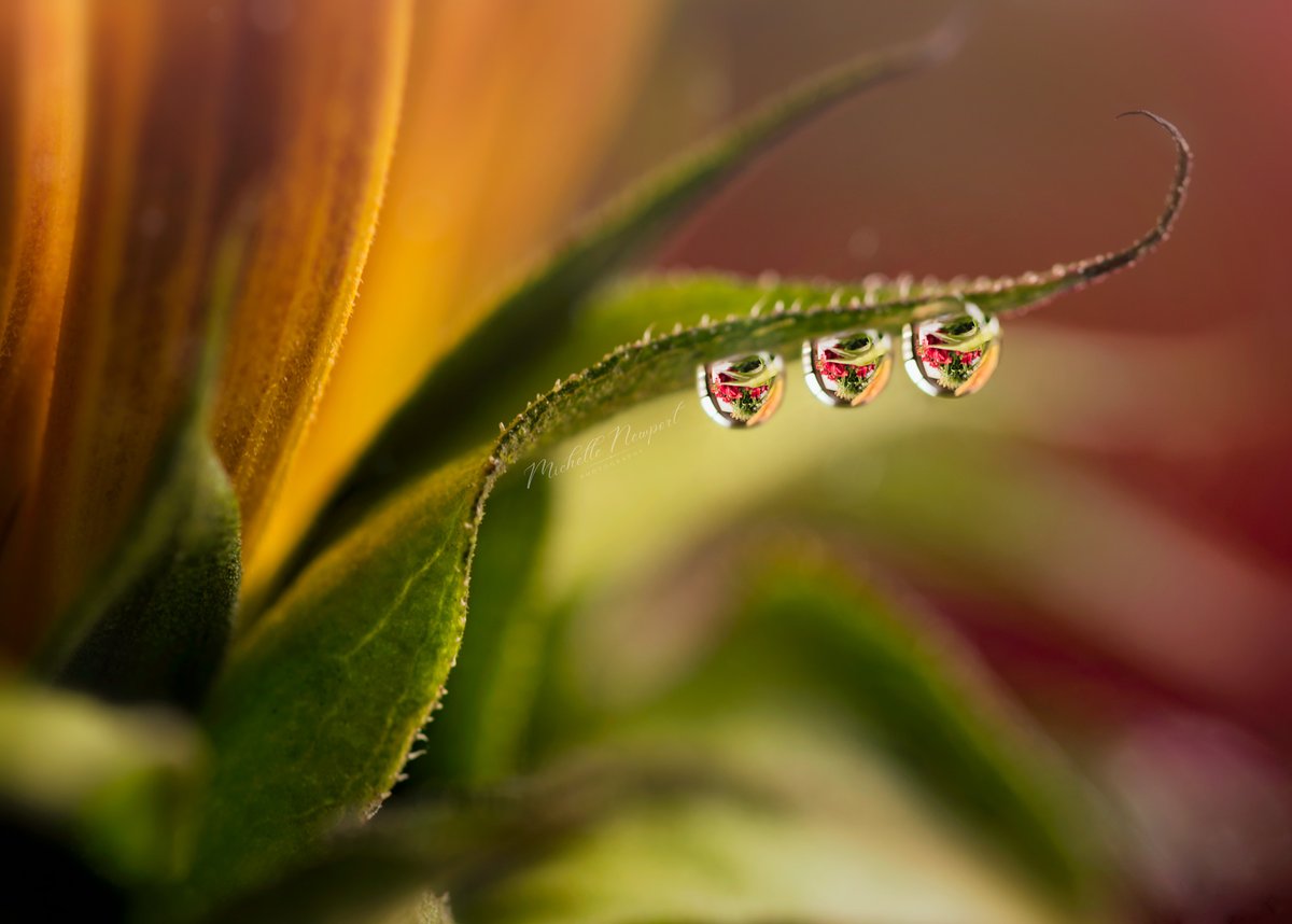 mnewportphotos's tweet image. Macro water drop photography 🫧🍃🌸 Have a great evening! #waterdropphotography #waterdrop #dewdrop #NatureBeauty  #floral