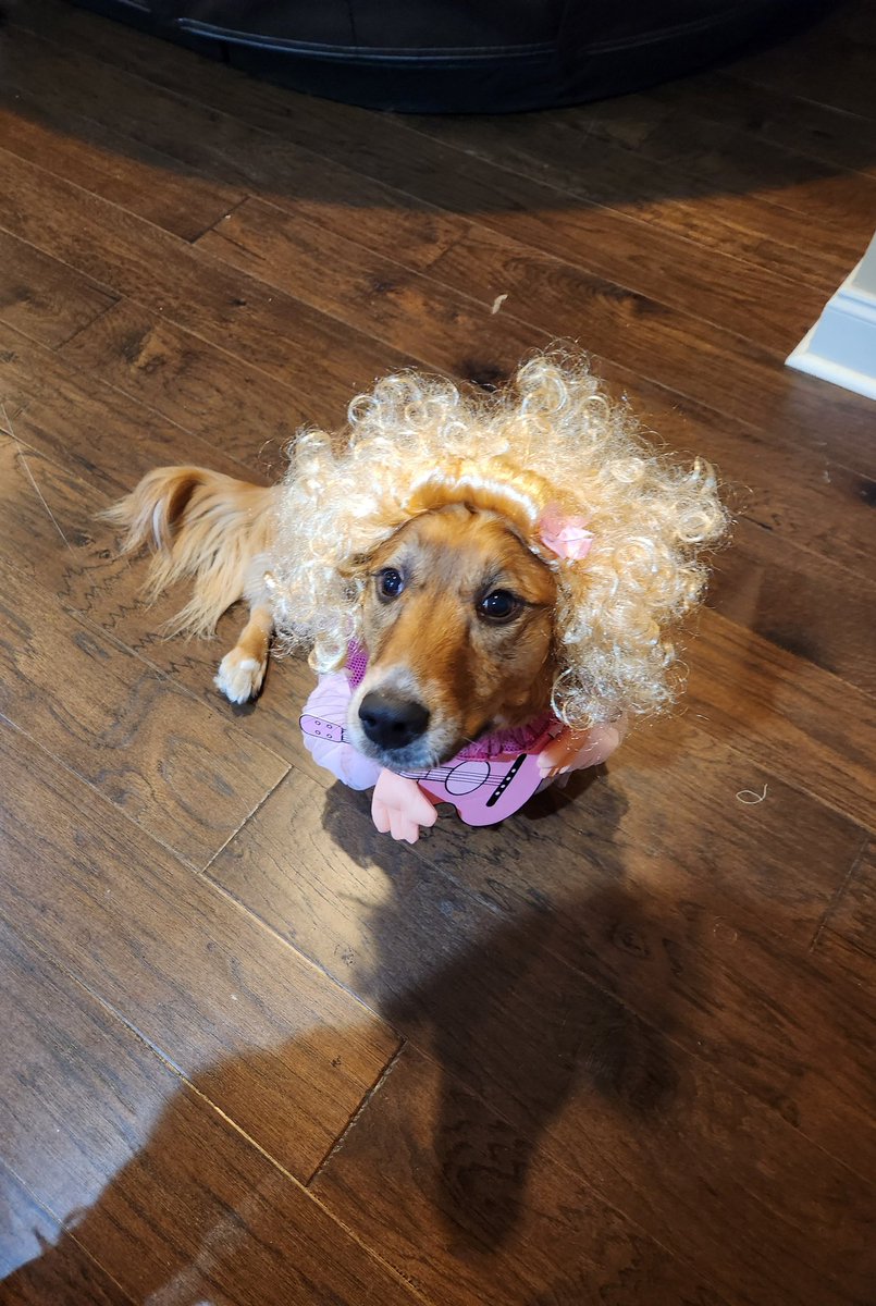 GrahamCrker's tweet photo. Happy Halloween 🎃 

#DollyParton #DogCostumes https://t.co/hRGIU9hx9d