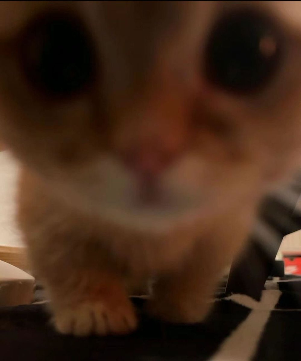 smol silly cat tweet media