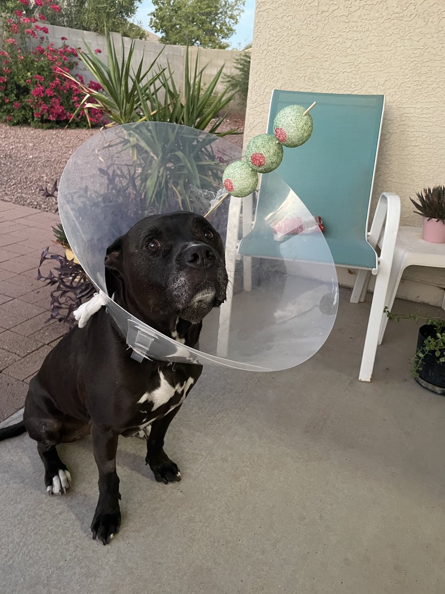 JeramiJer's tweet image. My Mom dressed her just out of surgery dog as a Martini for Halloween