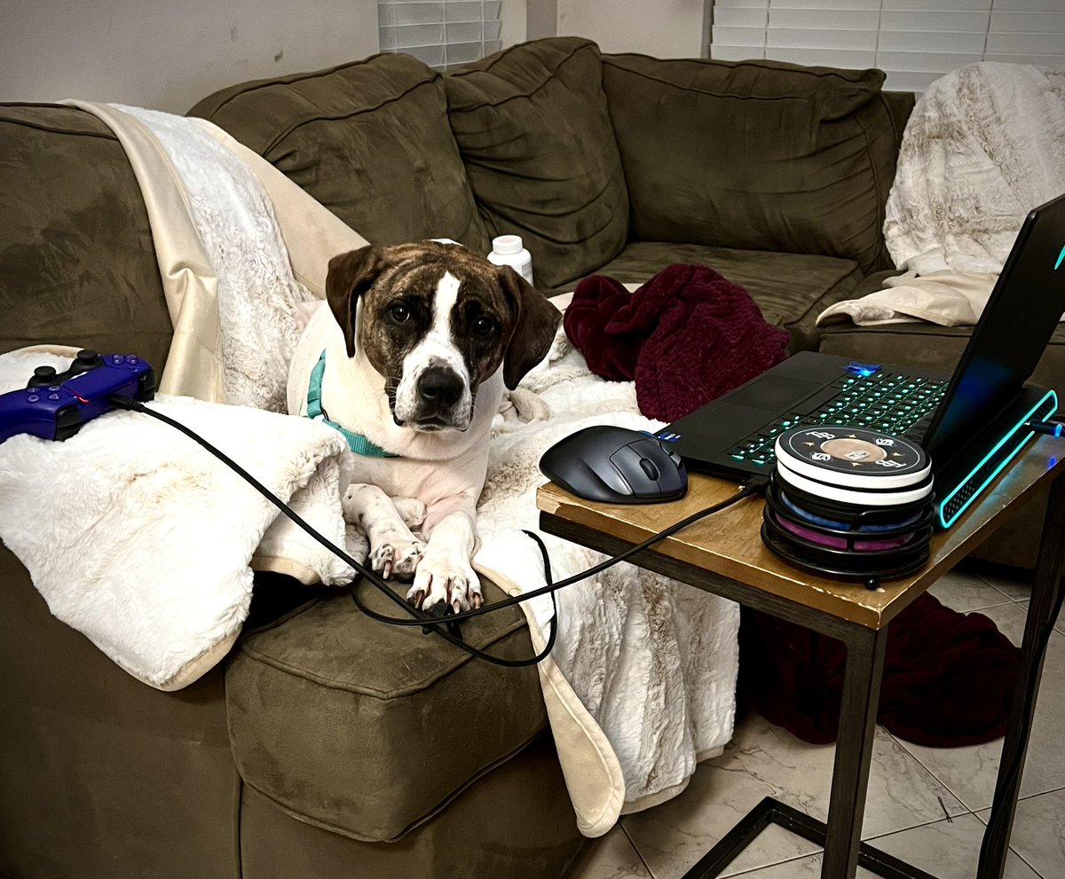 Lizards and Locations tweet media