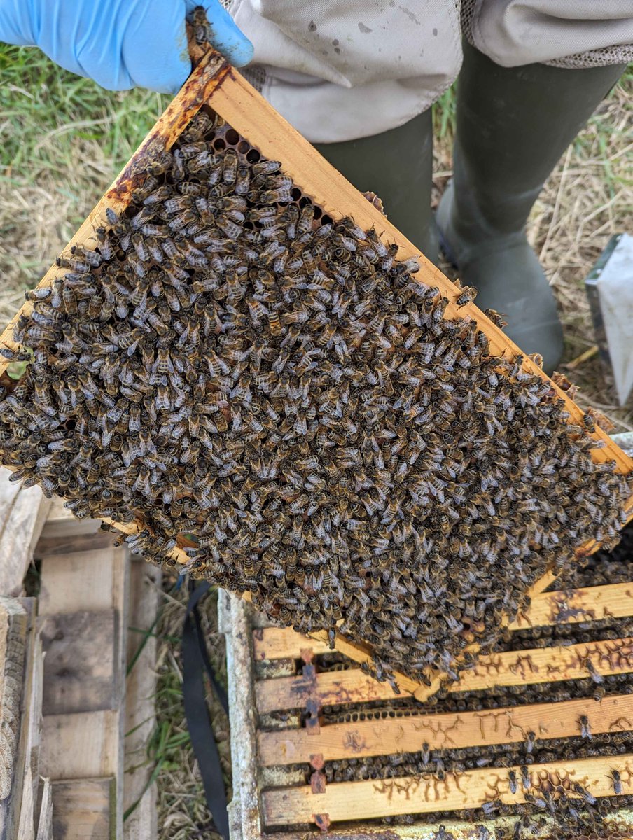 jps_bees's tweet image. #beekeeping #beekeeper #beefarm #savethebees #savetheplanet #savethebees🐝 #savethebee #honey #purehoney #rawhoney