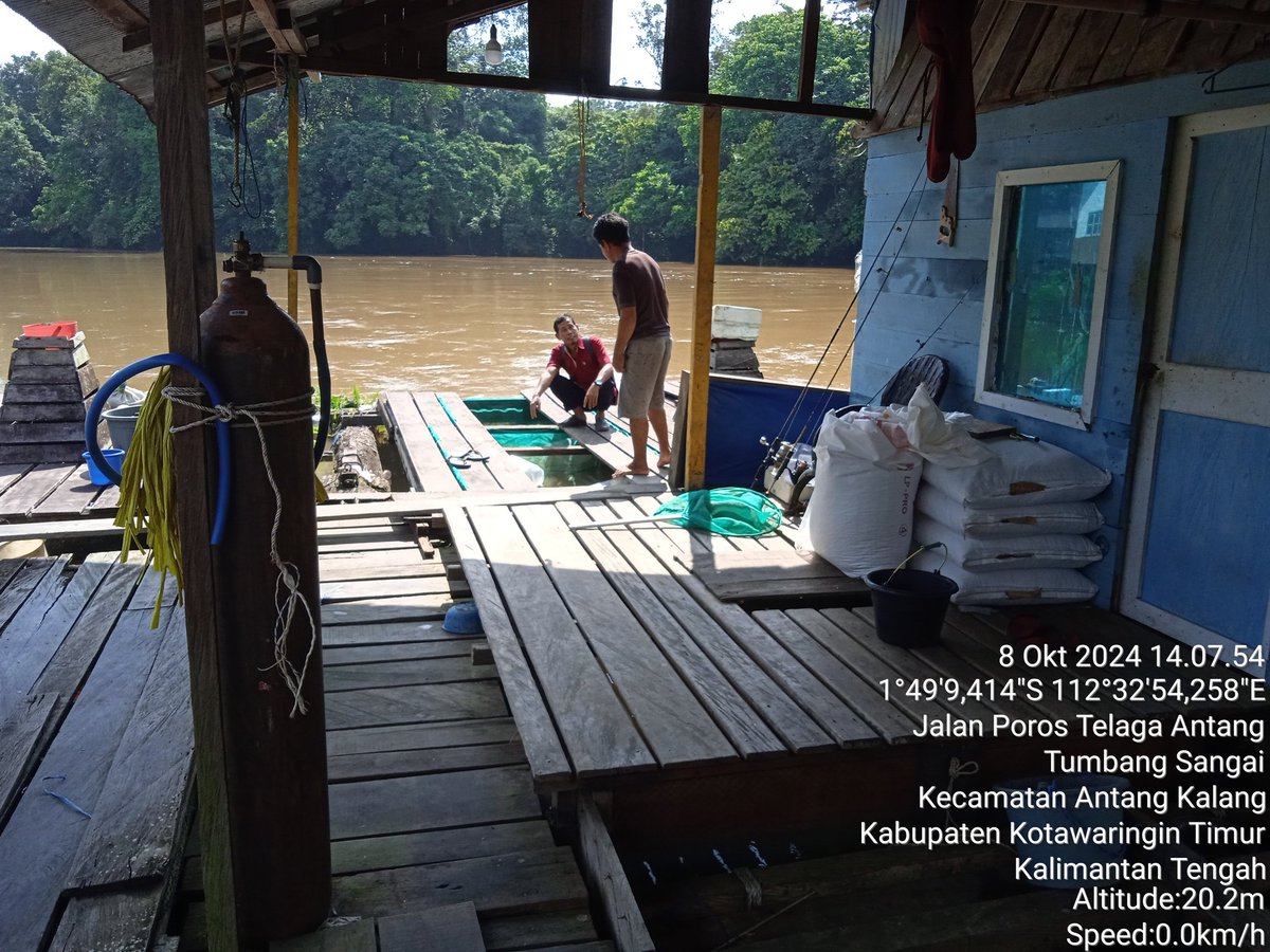 r_luhkan's tweet photo. Selasa (8/10), Setia Rahman, Luhkan Kab.KotaWarTim, melaporkan hasil Panen Ikan Mas, Pembudidaya a. n Bapak Latif, di Desa Tumbang Sangai, Kec. Telaga Antang, Keramba Apung 3 x  2 m sebanyak 123 Kg, Harga 45.000/Kg
#GiatLuhkanSatminkalGONDOL
#Panen
@bppsdm_kp https://t.co/midVCk5CQu