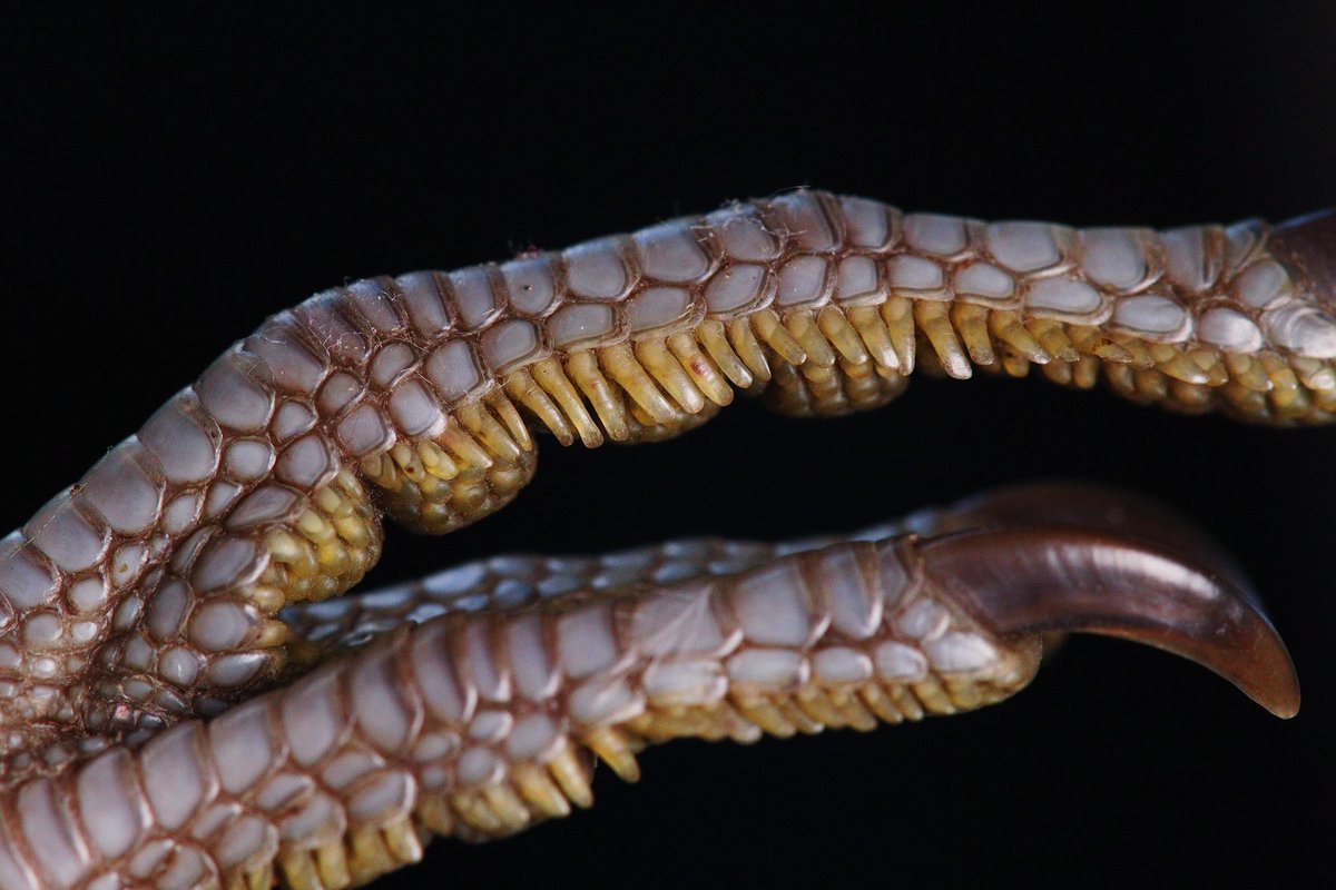 brad von blon tweet media