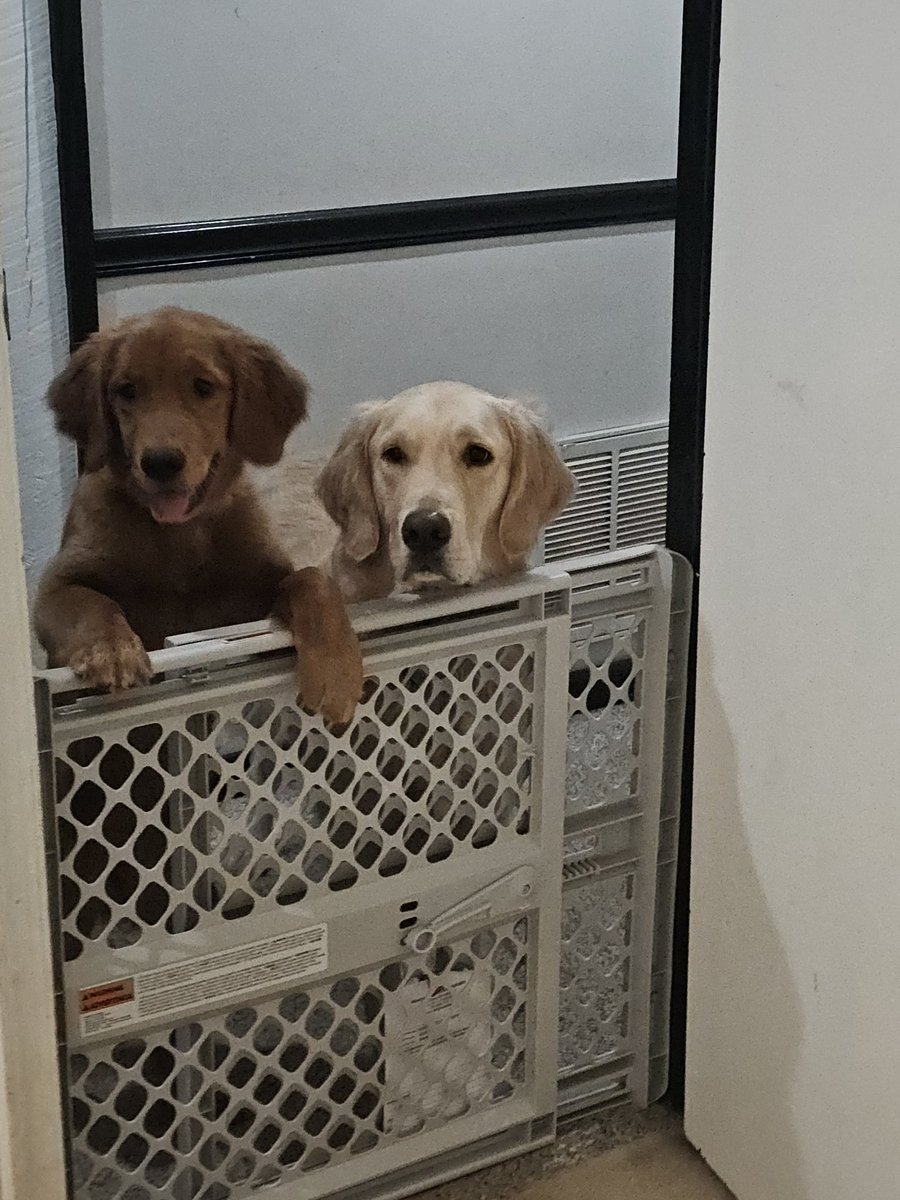 Day 2 of posting random pics of my golden retrievers to help me reach 5m impressions 😅