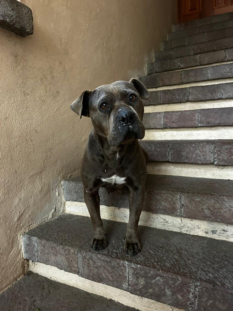 Clausinea's tweet photo. Tuiteros de buen corazón, necesito su ayuda en calidad de URGENTE. 🆘

Ella es LOLA, tiene aproximadamente 2 años y llegó a una casa prácticamente suplicando que la adoptaran. ☹️ https://t.co/lNp2RxszK3