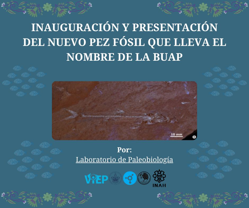 viepbuap's tweet photo. 👏 3° Aniversario del @Paleobiologia_B, BUAP, te compartimos las actividades que se realizaran este jueves 7 de noviembre
🕓 10:00 am - 13:00 pm
📍 @EcocampusBUAP
📲 Para participar regístrate en el siguiente enlace: paleolabuap@gmail.com
#VIEPBUAP #VIEPenAcción https://t.co/1hBDzhjwof