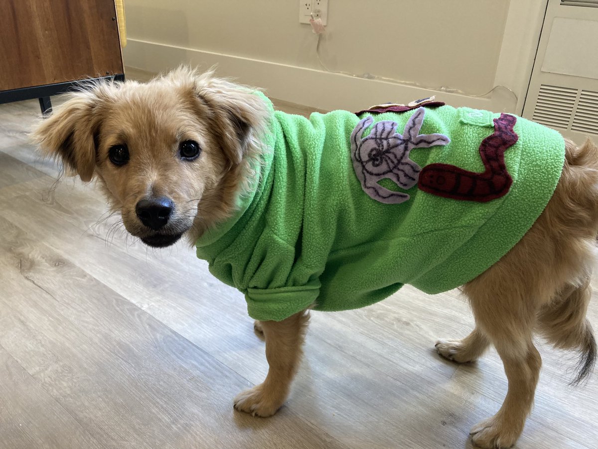 theSLAMblog's tweet photo. @15outof10 Grizzly’s very spooky costume is inspired by the 4 parasites he had before he was 4 months old. He’s a pile of worms in the shape of a dog. https://t.co/0AVnsUgzSG
