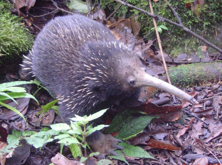 With rare mammal tourism, observing means conserving (commentary) dlvr.it/TFxPpD