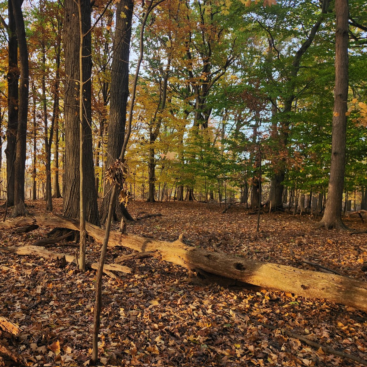 That1GamerOtaku's tweet photo. Happy Harvest 🍂 https://t.co/f333pkAika