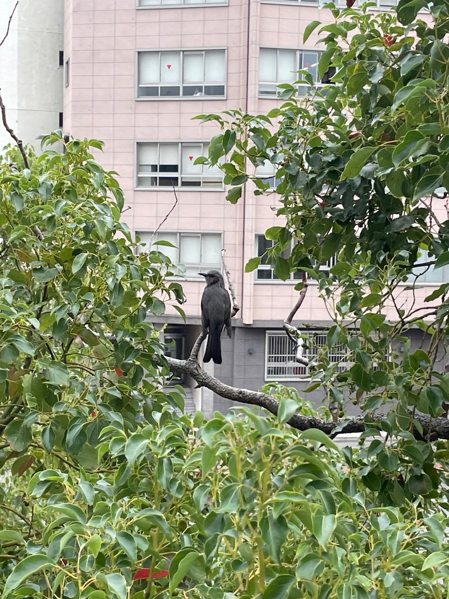 doer builder tweet media