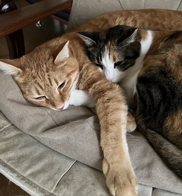 今日は休みじゃグフフ🐈️🐈⬛