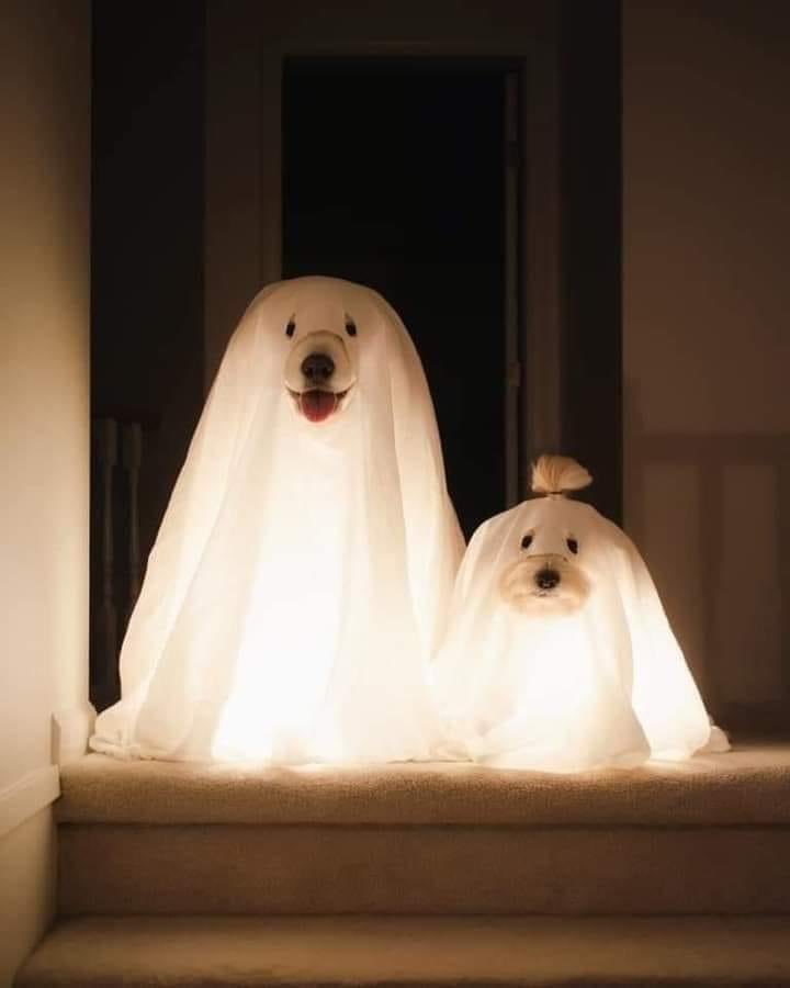 Abrimos hilo 🧵 de las mejores fotos de perritos 🐶 disfrazados para #Halloween