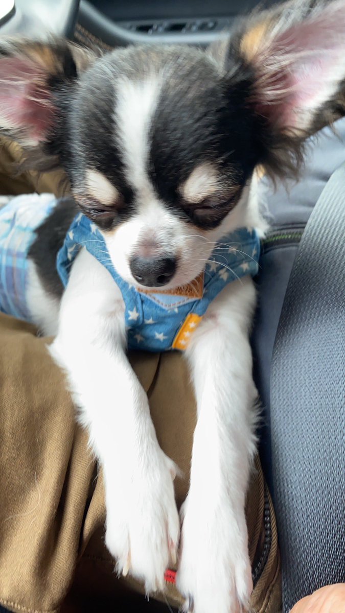 母からテナガイヌの写真が送られてきた(眠そう) https://t.co/0gMBERS7GF