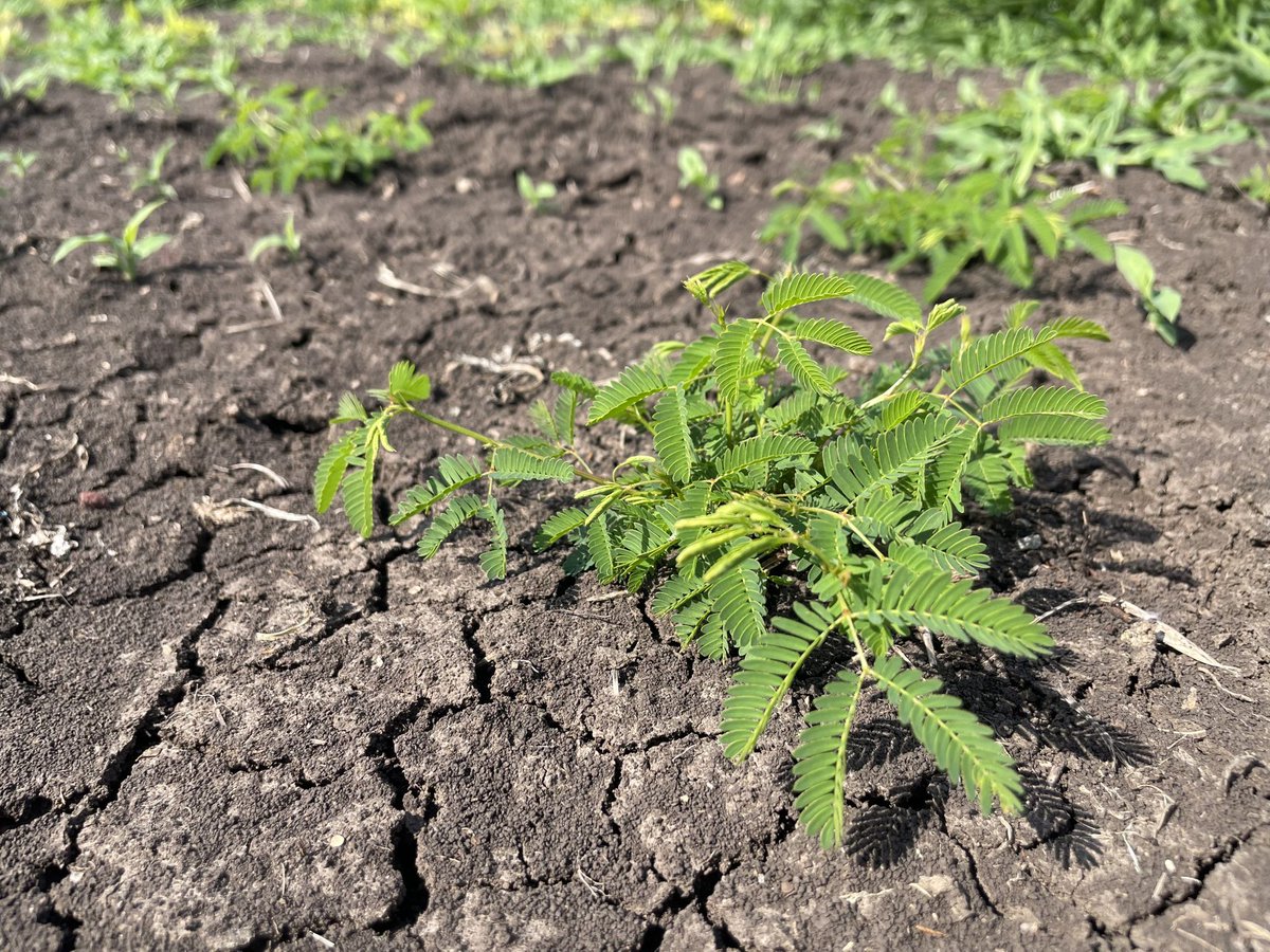 FutureBeef's tweet photo. Got 50cm of soil moisture? Your legumes need it! Stored moisture is key for legume success.

Register for our Miles workshop on 20 Nov 👉 https://t.co/MsnYv1bXBb

@meatlivestock
@DAFQld

#qldpastures #pastureresilience #pasturedieback #pasturescience #qldbeefindustry #QldAgTech https://t.co/qBrt1gIm6c