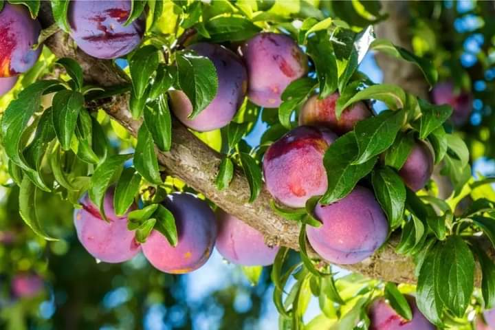 Frutunda's tweet photo. Caring for a plum tree involves regular pruning to encourage airflow, reduce disease risks, and support healthy fruiting. While they are generally resilient, plum trees can be vulnerable to pests like aphids and diseases such as brown rot, so consistent monitoring is essential. https://t.co/40Xe7toeGD