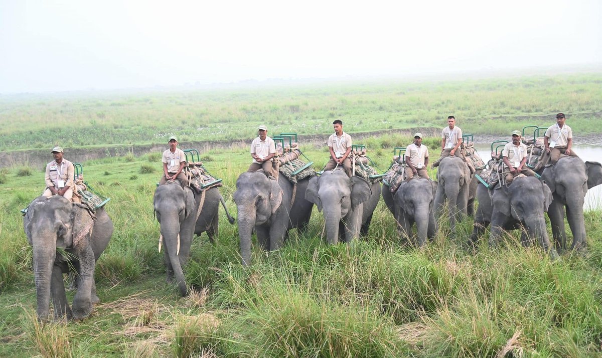 cmpatowary's tweet photo. 𝐄𝐱𝐩𝐞𝐫𝐢𝐞𝐧𝐜𝐞 𝐭𝐡𝐞 𝐌𝐚𝐠𝐢𝐜 𝐨𝐟 𝐊𝐚𝐳𝐢𝐫𝐚𝐧𝐠𝐚!

I am happy to announce that the Elephant Safari in Kaziranga National Park & Tiger Reserve has started for the tourist season 2024-25! We warmly welcome all domestic and international tourists to come and witness the breathtaking beauty of this nature lover's paradise.

Home to the majestic one-horned rhinoceros, @kaziranga_ is rich in flora and fauna that make it truly unparalleled. Kaziranga offers the perfect opportunity to connect with nature in its purest form and enjoy a unique journey in the heart of Assam.

Whether you're here for the rhinos, elephants, or the serene landscape, Kaziranga promises an experience you'll cherish forever. Come and discover the wilderness, and let's preserve and celebrate our natural heritage together!

@himantabiswa 
@CMOfficeAssam