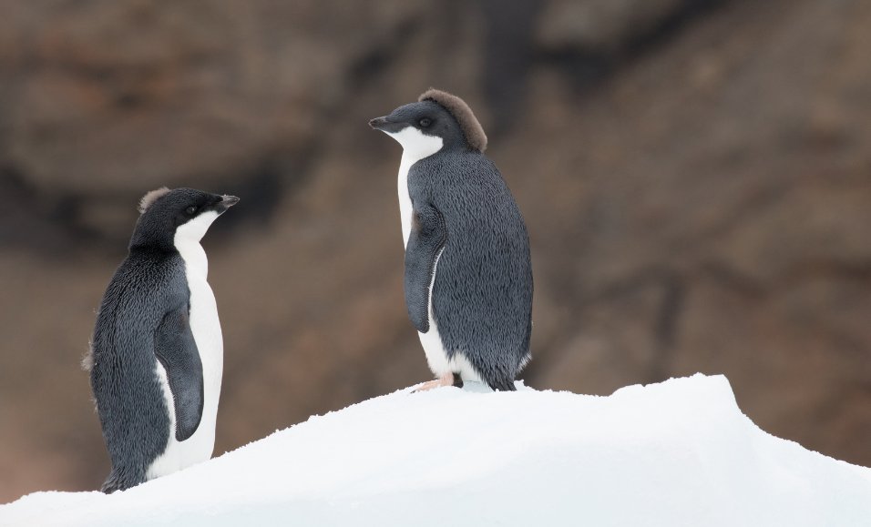 📣 New PhD opportunity!

This PhD project, based at <a href="/QUT/">QUT</a>, will generate new knowledge on how to best conserve #Antarctica's unique #biodiversity through policy and planning. 🐧

<a href="/justine_d_shaw/">Justine Shaw</a>

⏩ qut.edu.au/study/fees-and…