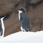 Photo by Securing Antarctica's Environmental Future (@saef_arc)