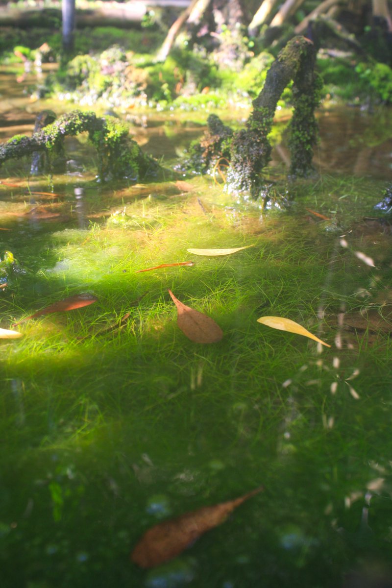 NoAirch's tweet photo. つくば植物園にて #1

#写真好きな人と繋がりたい
#筑波��験植物園 https://t.co/nut18yBJPm