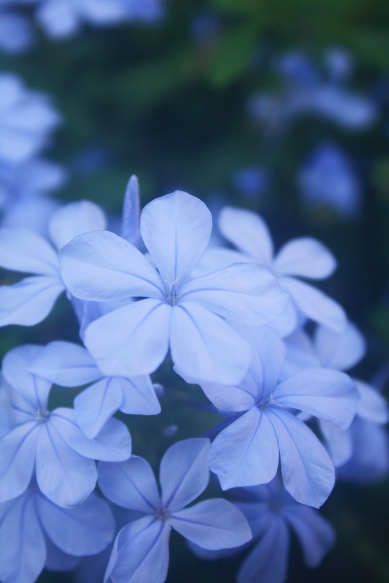 NoAirch's tweet photo. つくば植物園にて #1

#写真好きな人と繋がりたい
#筑波��験植物園 https://t.co/nut18yBJPm
