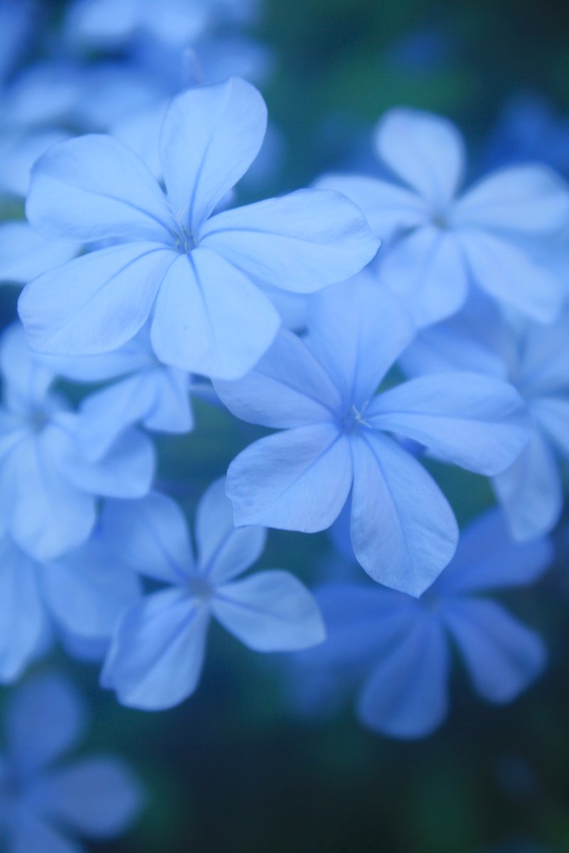 NoAirch's tweet photo. つくば植物園にて #1

#写真好きな人と繋がりたい
#筑波��験植物園 https://t.co/nut18yBJPm
