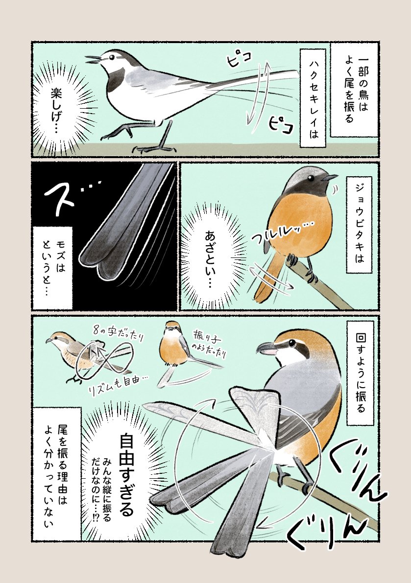 意外と知らない鳥の生活
「尾の動きにどんな意味が!?」
尾をくるくると回す動きはモズならでは! 