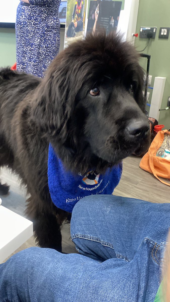 Fiona_Cust's tweet photo. Wellbeing Conference 2024. An amazing collaboration amongst health, social care and police…not forgetting Ralph the therapy dog too ☺️@Beckyboden1 @UniofStaffsNews @StaffsUNursing @cyp_uni https://t.co/Foms7uoXKV