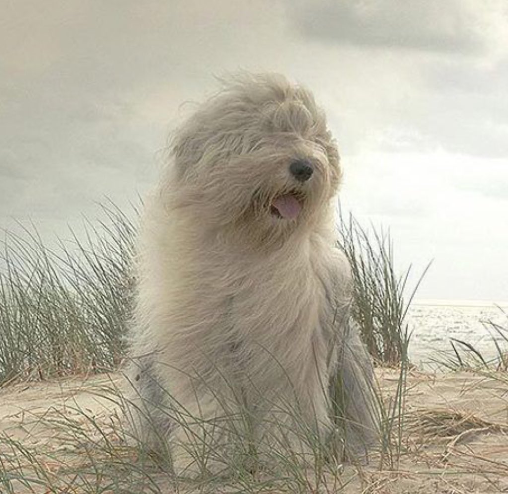 fdc as dogs (@fontainesdogc) on Twitter photo 