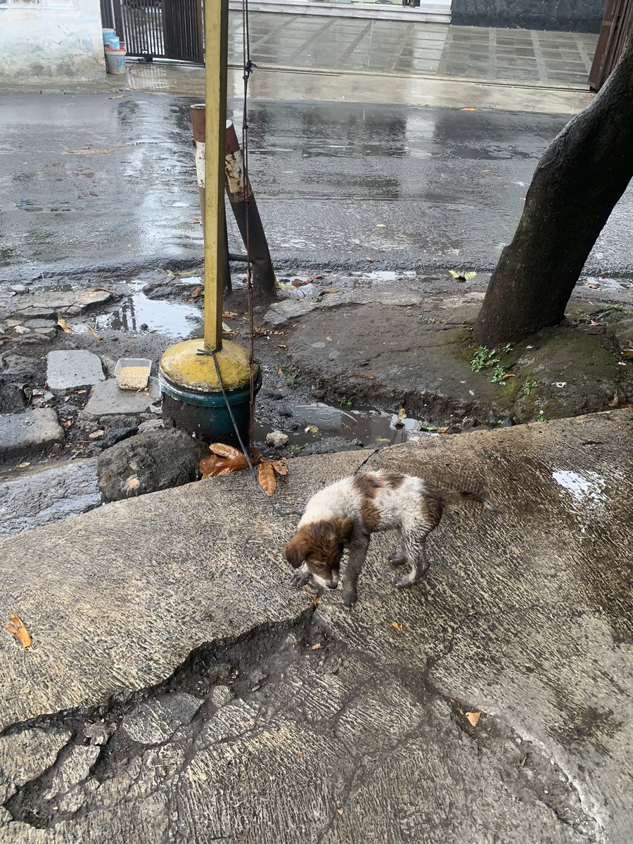 Ada yang buang anjing kayanya kasian banget . 
Di jalan sumber sari pasirkoja depan rumah makan padang TRIO
<a href="/PRFMnews/">Radio PRFM</a>